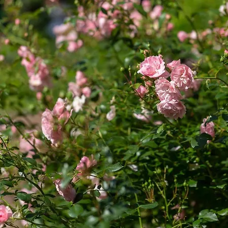 Fantasia Budget Boutique Szálloda Füssen